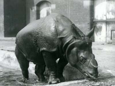 Rinoceronte indiano maschio Felix che lascia la sua piscina allo Zoo di Londra nel 1928 da Frederick William Bond