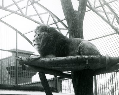 Leone maschio, 