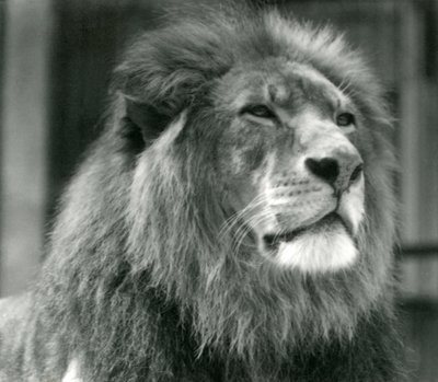 Leone maschio Kuja allo Zoo di Londra nell