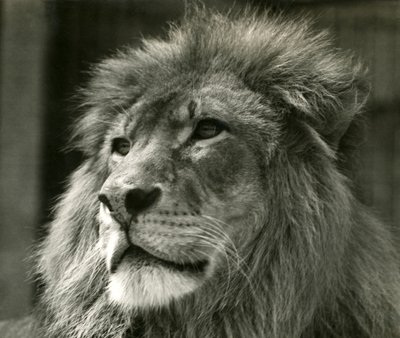 Leone maschio Kuja allo Zoo di Londra nell
