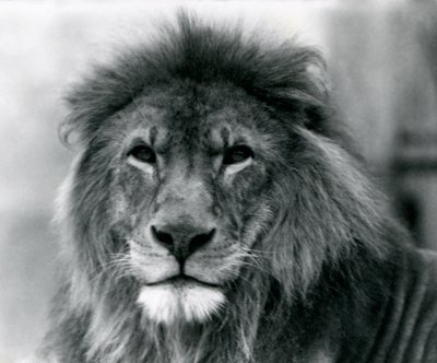 Leone maschio Kuja al London Zoo, gennaio 1925 da Frederick William Bond