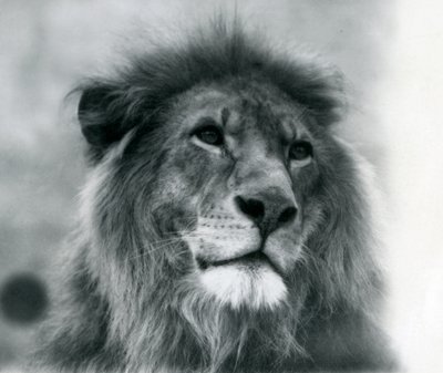 Leone maschio Kuja allo Zoo di Londra nel gennaio 1925 da Frederick William Bond