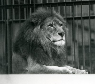 Leone maschio 