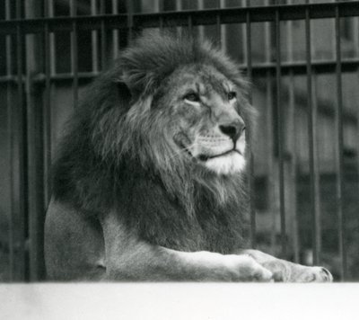 Leone maschio Kuja sdraiato nel suo recinto al London Zoo, gennaio 1925 da Frederick William Bond