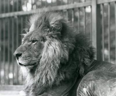 Leone maschio Toto sdraiato nel suo recinto allo zoo di Londra nel settembre 1927 da Frederick William Bond