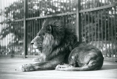 Leone maschio Toto sdraiato nel suo recinto allo zoo di Londra nel settembre 1927 da Frederick William Bond