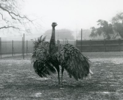 Richiamo del maschio di nandù maggiore, Zoo di Londra da Frederick William Bond