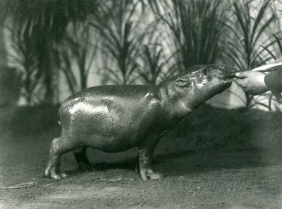 Percy, un giovane Ippopotamo Pigmeo nutrito a mano allo Zoo di Londra, novembre 1923 da Frederick William Bond