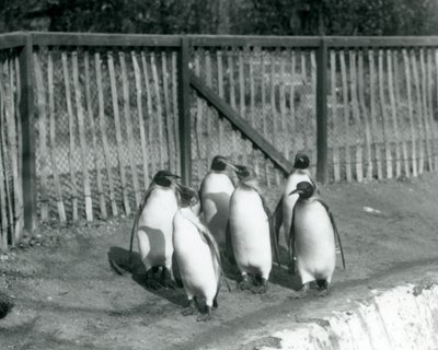 Sei pinguini reali che camminano accanto alla loro piscina allo Zoo di Londra nel 1927 da Frederick William Bond