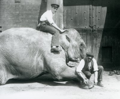 Sundermalah che si fa tagliare il piede anteriore da un custode con una lima, mentre un altro è seduto sulla sua schiena, Zoo di Londra, agosto 1926 da Frederick William Bond