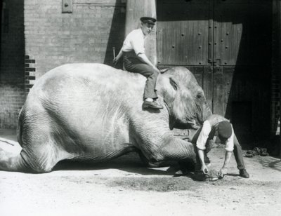 Sundermalah che si fa tagliare il piede anteriore da un custode con una lima, mentre un altro è seduto sulla sua schiena, Zoo di Londra, 1926 da Frederick William Bond