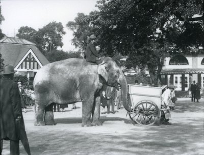 Syed Ali che cavalca Indiarani dietro una carriola, Zoo di Londra, ottobre 1925 da Frederick William Bond