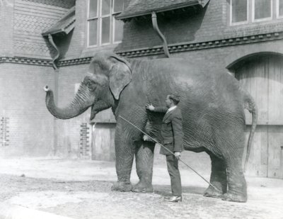 Syed Ali addestra Indiarani davanti alla Casa degli Elefanti, Zoo di Londra, agosto 1923 da Frederick William Bond