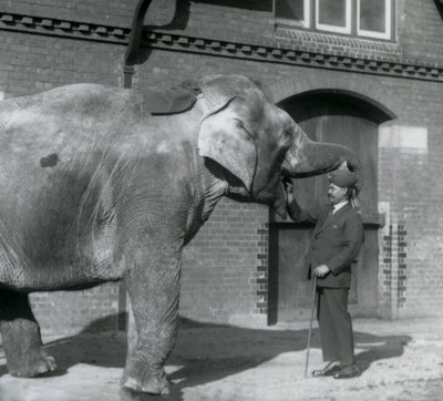Syed Ali che addestra Indiarani davanti alla Casa degli Elefanti, Zoo di Londra, ottobre 1925 da Frederick William Bond