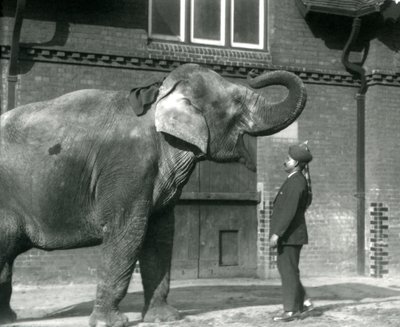 Syed Ali che addestra Indiarani davanti alla Casa degli Elefanti, Zoo di Londra, ottobre 1925 da Frederick William Bond