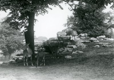 Il recinto degli eland al London Zoo nel 1924 da Frederick William Bond
