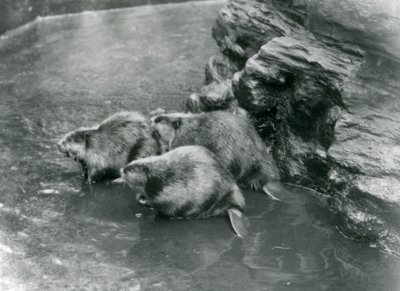 Tre castori nella loro piscina allo Zoo di Londra, anni 1920 da Frederick William Bond