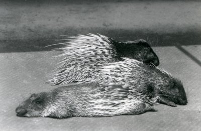 Tre istrici del Capo sudafricano, Zoo di Londra, 1925 da Frederick William Bond