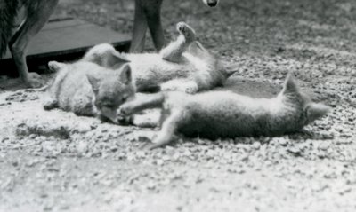 Tre cuccioli di coyote che rotolano a terra, ai piedi della loro madre, Zoo di Londra da Frederick William Bond