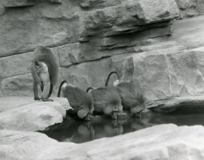 Tre babbuini sacri bevono da una pozza nel loro recinto roccioso mentre un quarto si allontana, London Zoo, giugno 1925 da Frederick William Bond