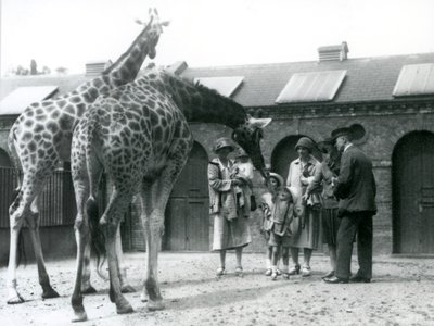 Tre signore con tre bambini piccoli visitano le giraffe nel loro recinto fuori dalla Casa delle Giraffe, Zoo di Londra, luglio 1926 da Frederick William Bond