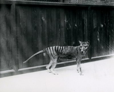 Tilacino Lupo della Tasmania allo Zoo di Londra, prima del 1930 da Frederick William Bond