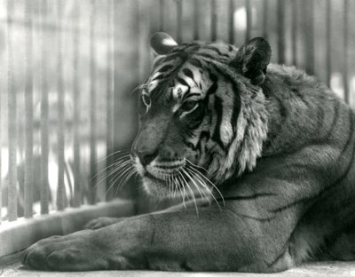 Tigre Sam allo Zoo di Londra, 1925 da Frederick William Bond