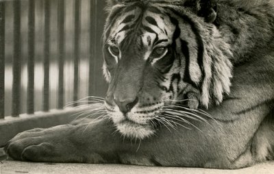 Tigre Sam allo Zoo di Londra, 1925 da Frederick William Bond