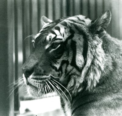 Tigre Sam allo Zoo di Londra nel 1925 da Frederick William Bond