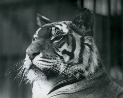 La tigre Sally allo Zoo di Londra nel 1927 da Frederick William Bond