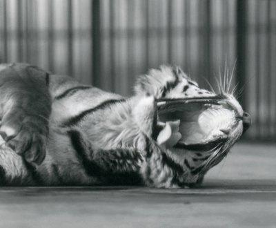 La tigre 