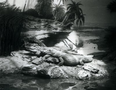 Due Alligatori in un panorama allo Zoo di Londra, giugno 1927 da Frederick William Bond