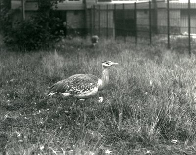 Due otarde arabe nel loro recinto allo Zoo di Londra, settembre 1927 da Frederick William Bond