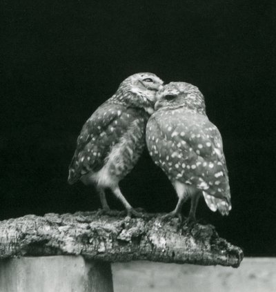 Due gufi scavatori che si guardano alla fine di un ramo, Zoo di Londra, luglio 1926 da Frederick William Bond