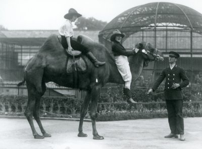 Due cowgirl posano su un cammello bactriano, tenuto dal suo custode, durante una visita allo Zoo di Londra nel 1924 da Frederick William Bond