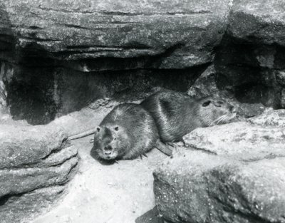 Due nutrie che riposano tra le rocce nel loro recinto allo Zoo di Londra, aprile 1925 da Frederick William Bond