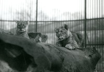 Due cuccioli di leone, nati nella menagerie, nel loro recinto allo Zoo di Londra, aprile 1924 da Frederick William Bond