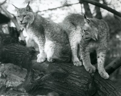 Due linci del nord, una seduta e una in piedi, su un ramo, Zoo di Londra, ottobre 1925 da Frederick William Bond