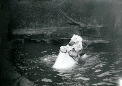 Due orsi polari, incluso un giovane, che si abbracciano e giocano in una piscina allo zoo di Londra, giugno 1922 da Frederick William Bond