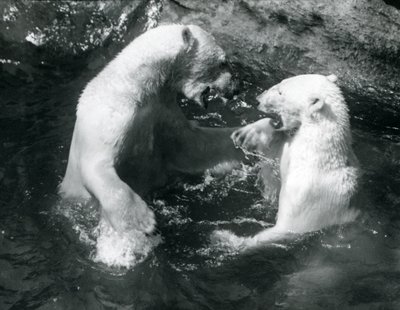 Due orsi polari che giocano nella loro piscina allo Zoo di Londra nel 1926 da Frederick William Bond