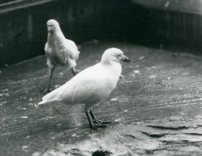 Due Sheathbill nevosi in piedi e camminando sul terreno allo Zoo di Londra, agosto 1927 da Frederick William Bond