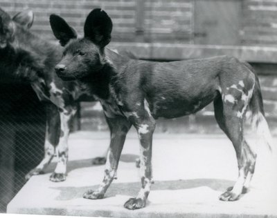 Due cani selvatici somali allo Zoo di Londra, luglio 1925 da Frederick William Bond