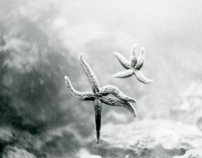 Due stelle marine sul vetro dell