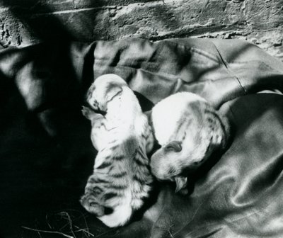 Due cuccioli di iena striata allo zoo di Londra, c.1914 da Frederick William Bond