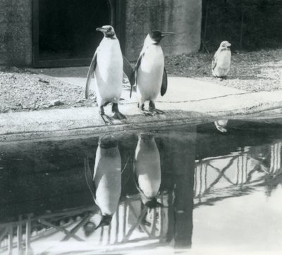 Due pinguini reali adulti vicino alla loro piscina con i loro riflessi nell