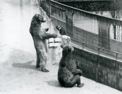 Due orsi bruni, uno in piedi sulle zampe posteriori e uno seduto, guardano giù dalle Terrazze Mappin, Zoo di Londra, luglio 1925 da Frederick William Bond