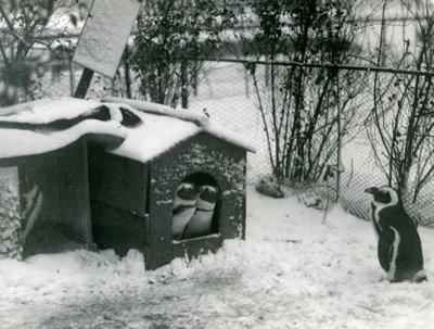 Due pinguini dai piedi neri in pericolo guardano fuori dalla loro scatola nido, nella neve, mentre un altro osserva, Zoo di Londra, 1924 da Frederick William Bond