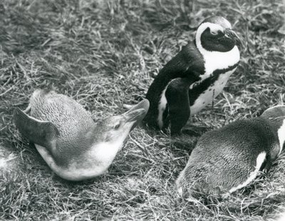 Due pinguini africani piedineri giovani e uno adulto seduti e sdraiati sull