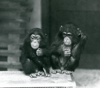Due giovani scimpanzé seduti su una cassa di legno, Zoo di Londra da Frederick William Bond