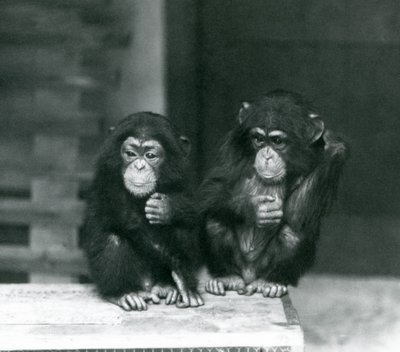 Due giovani scimpanzé seduti su una cassa di legno, London Zoo, 1924 da Frederick William Bond